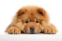Chow Chow pup mammal animal chow. AI generated Image by rawpixel.