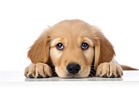 Golden Retriever pup retriever mammal animal. AI generated Image by rawpixel.