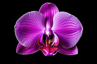 Orchid flower purple petal.