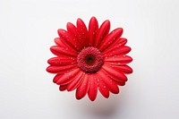 Red daisy flower petal plant white background.
