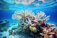 Corals sea underwater outdoors.