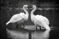 Crane birds outdoors animal nature.