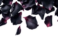 Falling black rose petals flower plant white background.
