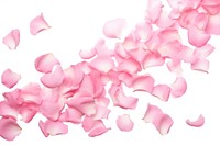 Falling pink rose petals backgrounds flower plant.