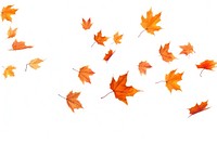 Flying Autumn leaves backgrounds autumn maple.