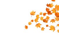 Flying Autumn leaves backgrounds autumn maple.