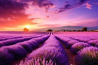  Nature landscape lavender flower. AI generated Image by rawpixel.