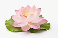 Cleaning white background one single lotus beautiful lotus no shadow. AI generated Image by rawpixel.