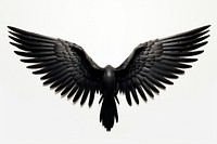 Cleaning white background one single black wing isolated black wings no shadow. AI generated Image by rawpixel.