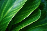  Nature background texture Abstract green leaf backgrounds. AI generated Image by rawpixel.