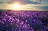 Lavender field lavender landscape grassland.