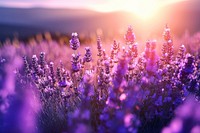 Lavender lavender landscape outdoors.
