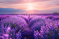 Lavender lavender field agriculture.