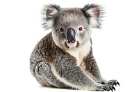 Koala koala wildlife wallaby.