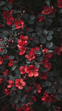 Impressionism dark wallpaper blossom flower plant.