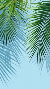 Palm tree leaf backgrounds outdoors.