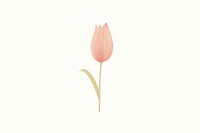 Pink tulip flower petal plant.