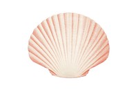 Seashell clam white background invertebrate.
