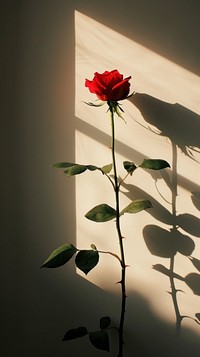 A rose flower shadow plant.