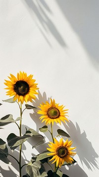 Sunflowers shadow plant petal.