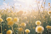 Dandelion dandelion flower landscape.