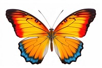 Butterfly animal insect white background.