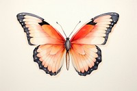 Butterfly animal insect sketch.