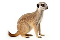 Meerkat meerkat wildlife animal.