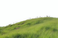 Hill vegetation grassland landscape.