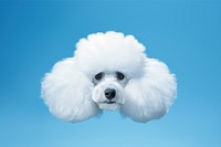 Cloud shaped dog face form animal mammal poodle. AI generated Image by rawpixel.