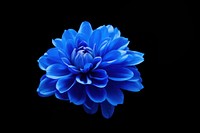  Blue flower dahlia plant inflorescence. AI generated Image by rawpixel.