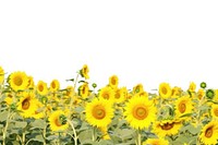 Sunflower field backgrounds landscape outdoors.