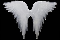 Angel wings frosted ice black background archangel waterfowl.