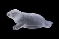 Baby seal swimming animal mammal black background.
