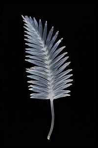 Palm leaf plant art ice.