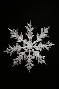 Snow flake snowflake plant leaf.