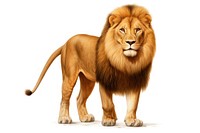  Lion mammal animal white background. AI generated Image by rawpixel.