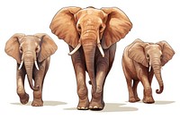 Elephants wildlife mammal animal.