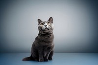 Cat looking up animal mammal gray. AI generated Image by rawpixel.
