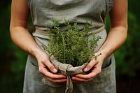 Hands holding Thyme herbs gardening outdoors nature.