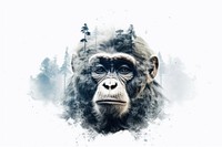 Double exposure photography monkey and forest wildlife gorilla mammal.