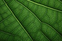 Green Leaf Pattern Textures background green leaf backgrounds.