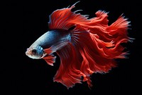  Siamese Fighting Fish fish animal underwater. 