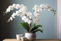 Orchid flower table plant. 