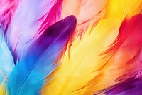 Rainbow backgrounds feather pattern.
