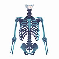 Vector flat X ray body part skeleton biology science.