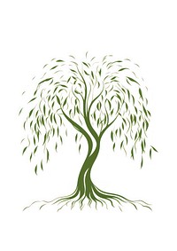 Willow tree Logo Design drawing sketch plant.