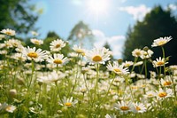 Wild herb meadow with flowering chamomile summer landscape sunlight. AI generated Image by rawpixel.