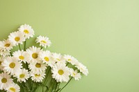 Fresh and green white daisy flower petal plant.
