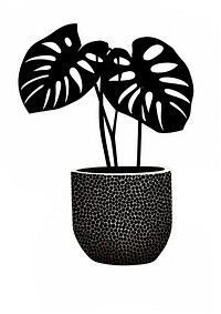Monstera in pot black plant vase.